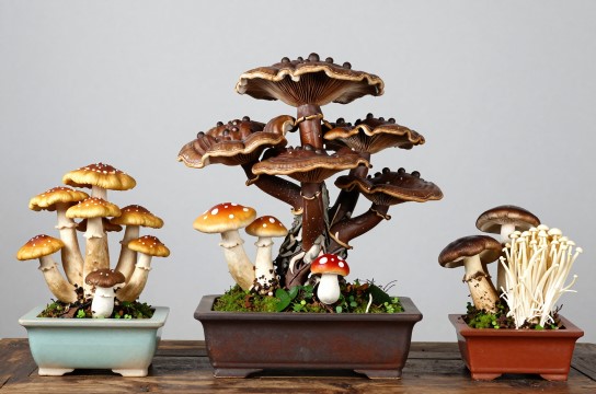 盆景食用菌-展庭百科汇