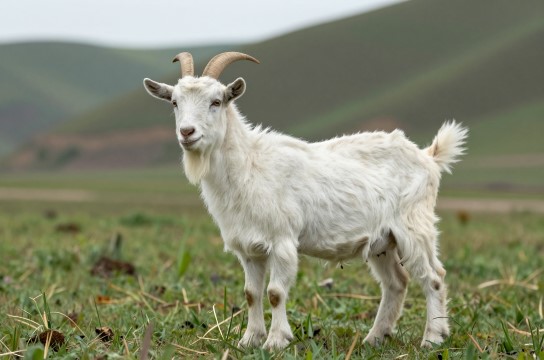 灵丘大青背山羊-展庭百科汇