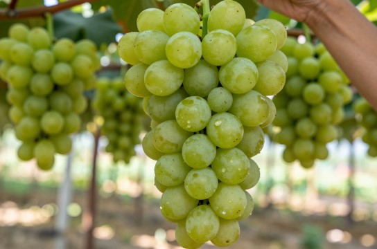 沈巷葡萄-展庭百科汇