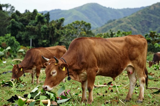 五指山小黄牛-展庭百科汇