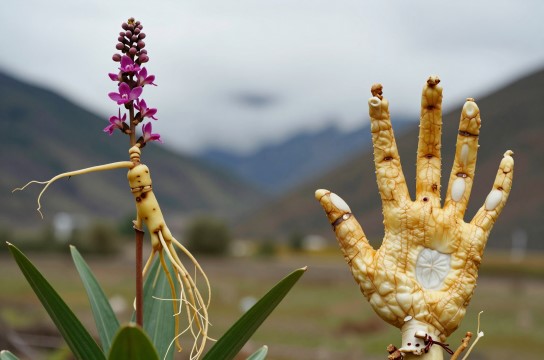 佛手参-展庭百科汇