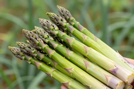 涪城芦笋-展庭百科汇