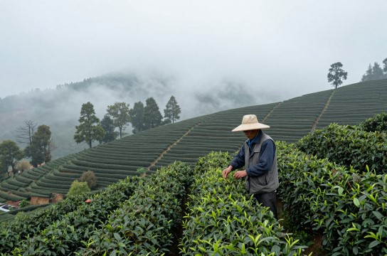 马牛山茶