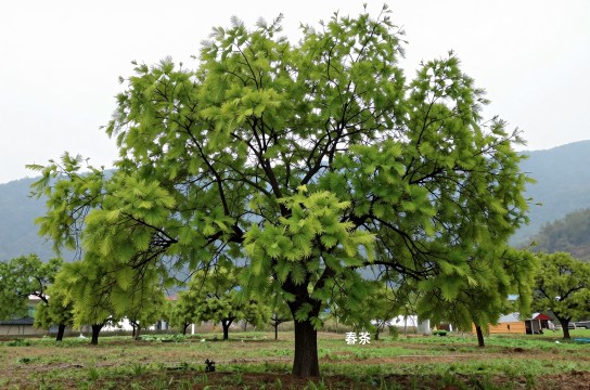 恩施青钱柳-展庭百科汇