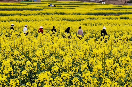 新龙油菜-展庭百科汇