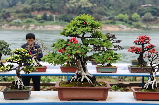 盆景根艺-展庭百科汇
