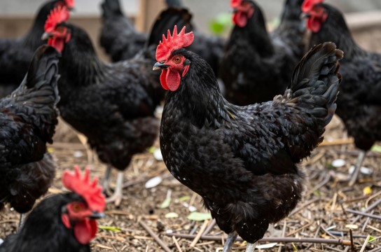 黄山黑鸡-展庭百科汇