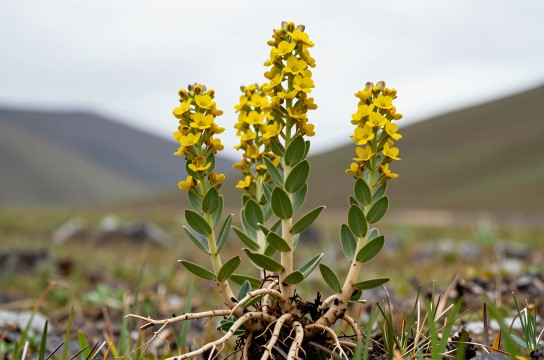 高山红景天是哪里的特产?_吉林药用植物介绍-展庭百科汇