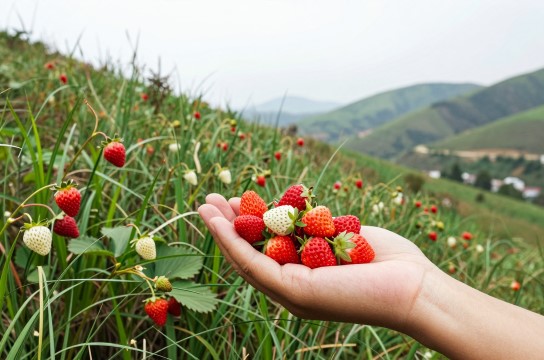 岷县野草莓-展庭百科汇