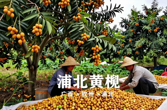 浦北黄榄是哪里的特产?_广西水果类介绍-展庭百科汇
