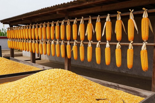 双城玉米-展庭百科汇