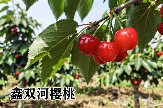 鑫双河樱桃-展庭百科汇