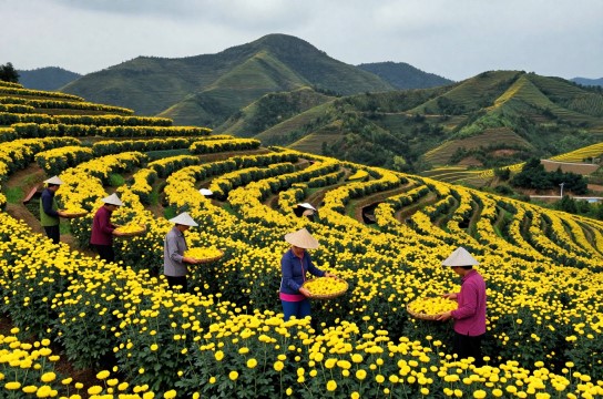 铜锣杭菊