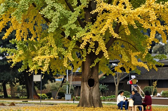 南川金佛山银杏