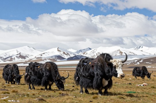 牦牛鞭-展庭百科汇