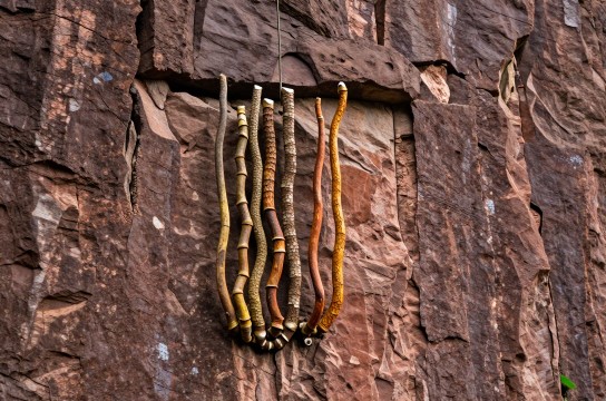 泰宁铁皮石斛-展庭百科汇