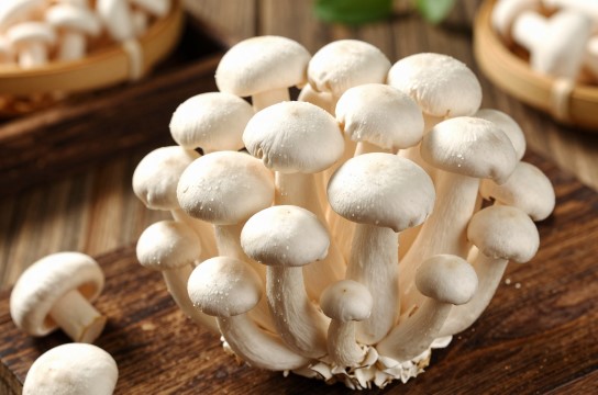 白蘑是哪里的特产?_黑龙江食用菌类介绍-展庭百科汇