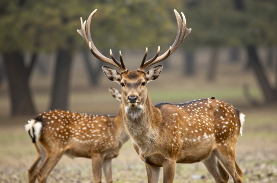 西丰梅花鹿是哪里的特产?_辽宁动物特产介绍-展庭百科汇