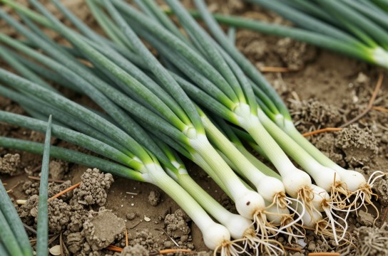 西乡塘香葱-展庭百科汇