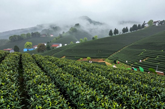 高阳贡茶