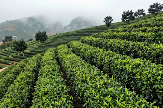 火田大茂山茶