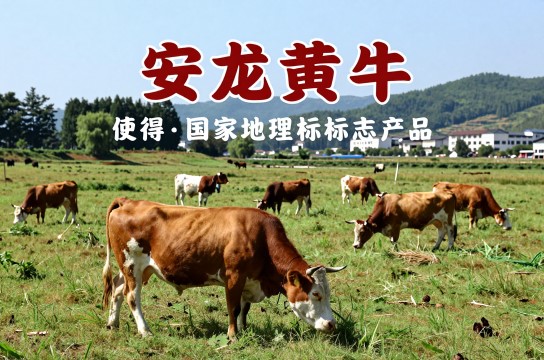 安龙黄牛-展庭百科汇