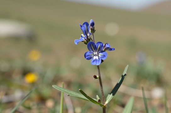 野生藏茵陈-展庭百科汇