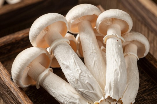 广灵白灵菇-展庭百科汇