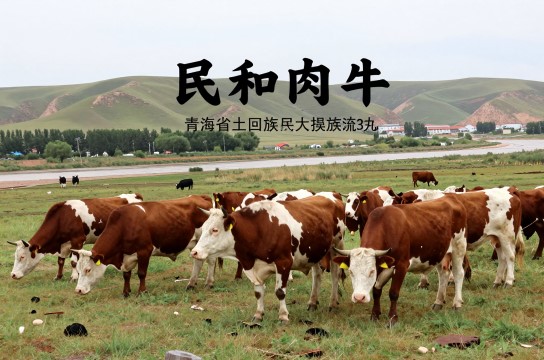 民和肉牛-展庭百科汇
