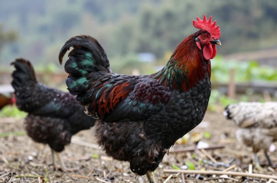 竹乡乌骨鸡是哪里的特产?_贵州禽类特产介绍-展庭百科汇