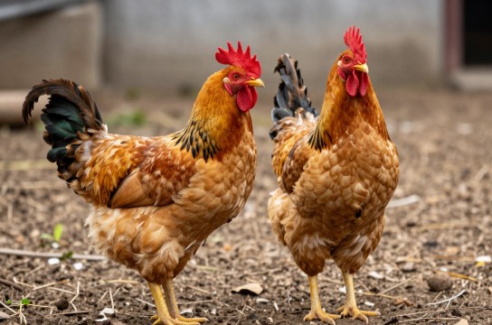 康乐鸡-展庭百科汇