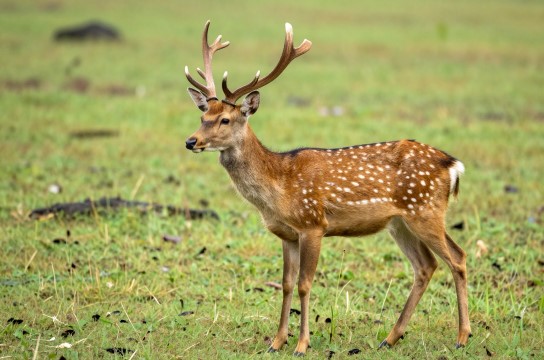 祁门梅花鹿-展庭百科汇