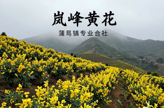 岚峰黄花是哪里的特产?_重庆蔬菜类介绍-展庭百科汇