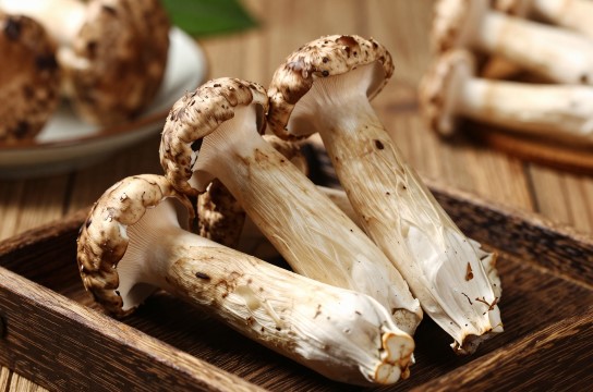 永仁鸡枞-展庭百科汇