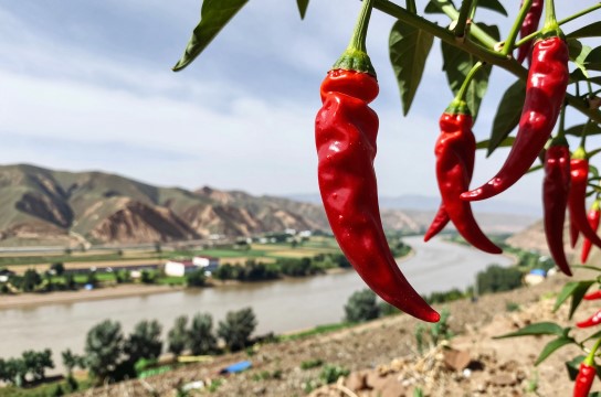 青海线辣椒-展庭百科汇