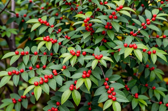 越 桔是哪里的特产?_吉林植物特产介绍-展庭百科汇