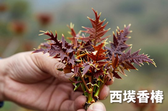 西畴香椿