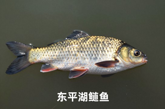 东平湖鲢鱼-展庭百科汇