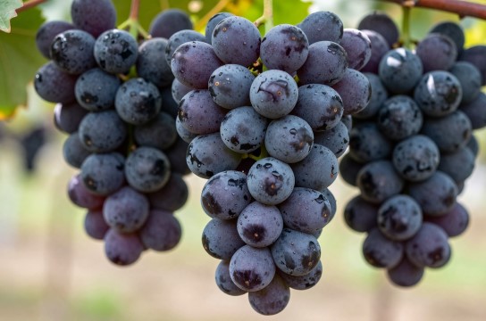 勃利葡萄是哪里的特产?_黑龙江水果特产介绍-展庭百科汇