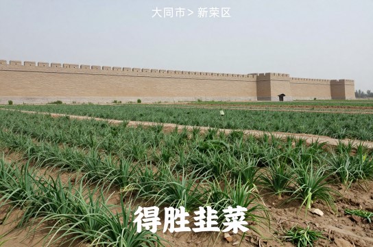 得胜韭菜