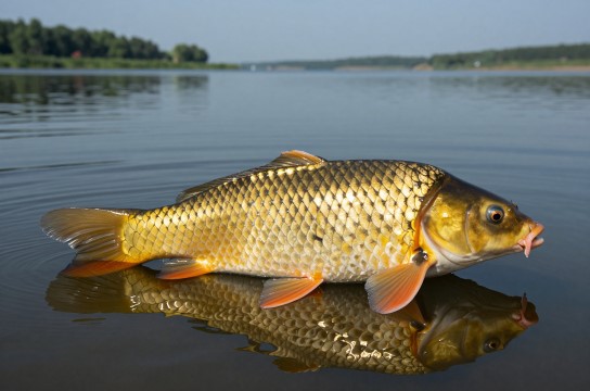 大伙房水库鲤鱼-展庭百科汇
