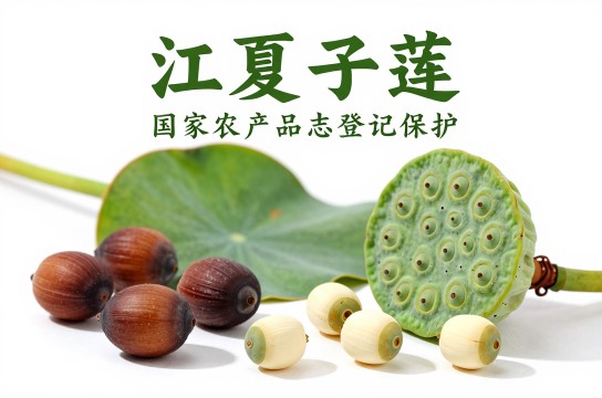 江夏子莲
