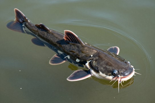 鲶鱼-展庭百科汇
