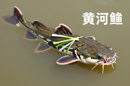 黄河鲶-展庭百科汇