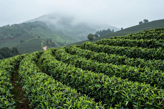 汝城白银针-展庭百科汇
