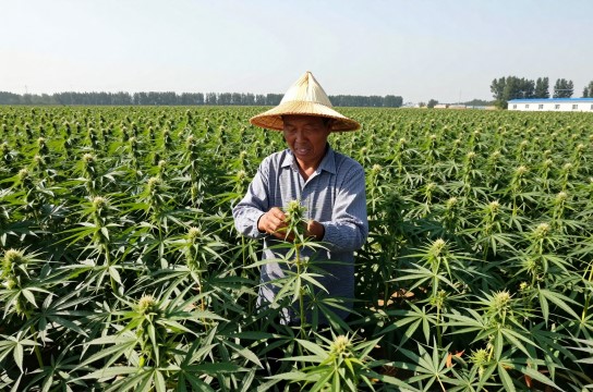 孙吴汉麻是哪里的特产?_黑龙江农产品介绍-展庭百科汇