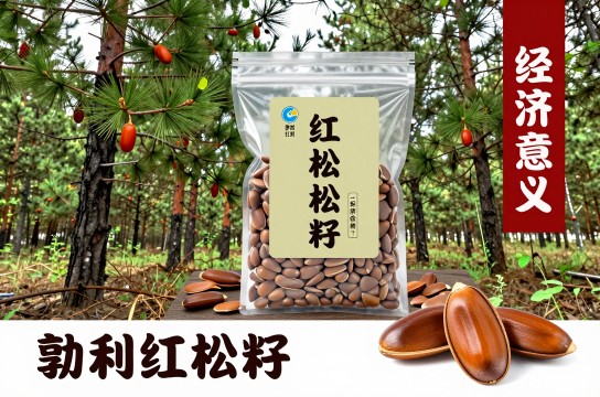 勃利红松籽