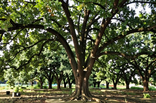 宜宾油樟是哪里的特产?_四川植物特产介绍-展庭百科汇
