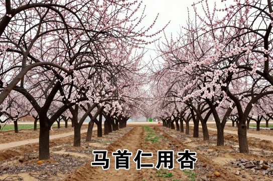 马首仁用杏