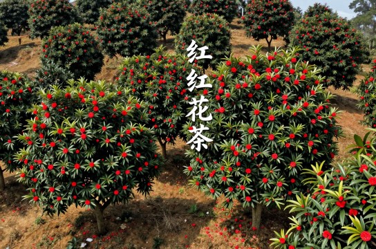 凤庆红花油茶-展庭百科汇